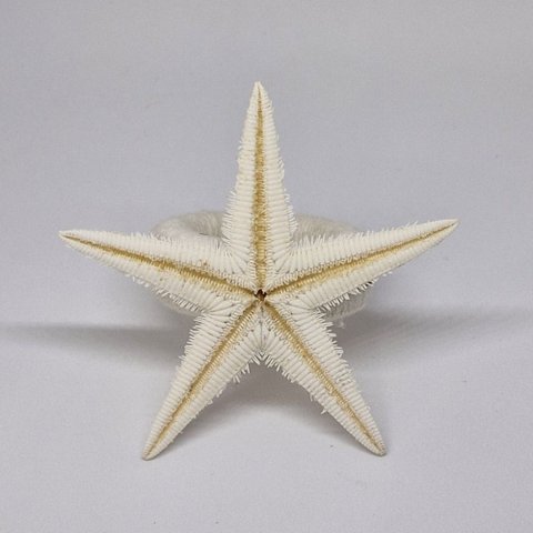 Porta Guardanapo Estrela do Mar Natural
