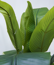 Ver imagem 3 de PLANTA ÁRVORE ARTIFICIAL BANANEIRA 2 GALHOS FOLHAS 161CM