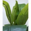 Ver imagem 3 de PLANTA ÁRVORE ARTIFICIAL BANANEIRA 2 GALHOS FOLHAS 161CM