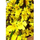 Ver imagem 5 de Arvore Artificial Pessegueiro Fortuna Amarela Tronco Natural