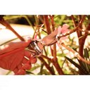 Ver imagem 4 de Tesoura de Poda Forjada Tramontina em Aço com Cabo Emborrachado Tramontina