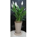 Ver imagem 3 de Kit Vaso Planta + Prato 35x25 Redondo Cônico Polietileno BGPLASTICOS BRANCO 006