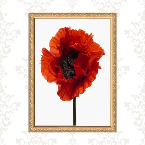 Quadro Moldura Dourada Flor Avermelhada 45x34cm:com Acetato