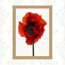 Ver imagem 1 de Quadro Moldura Dourada Flor Avermelhada 45x34cm:com Acetato
