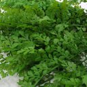 Ver imagem 3 de 2 Ramos Salsinha Artificial Flor Plantas com 13 Galhos 46cm
