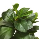 Ver imagem 2 de Planta Artificial Agrião Real Toque Verde no Pote Decorativa 69cm