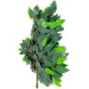Ver imagem 3 de 10 Folhas Folhagem 60cm Fícus para Arranjos e Decoração Festa