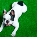 Ver imagem 3 de Grama Sintetica Soft Pet 10mm (2x5m) 10m2 Verde - Decortech
