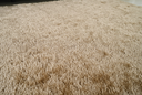 Ver imagem 5 de Tapete Esplendor Antiderrapante 100% Poliéster 100x140cm Jolitex - Esplendor Bege