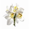 Buque Orquidea Cymbidium - Branco e Amarelo 31cm - 2