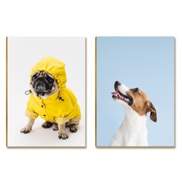 Kit 05 Placas Mdf Cachorros Fofos para Amantes de Pets Dc13 - 6