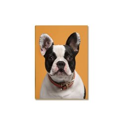 Kit 05 Placas Mdf Cachorros Fofos para Amantes de Pets Dc13 - 7