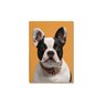 Kit 05 Placas Mdf Cachorros Fofos para Amantes de Pets Dc13 - 7