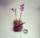 Ver imagem 5 de Treliça, Floreira, Jardim Vertical, Decoração de Parede T7