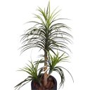 Ver imagem 2 de Árvore Artificial Yucca Toque Real com Vaso Vietnamita Preto