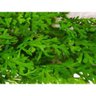 Pendente Avenca Verde Toque Real Verde 2 Tons 93 Galhos 84cm - 3