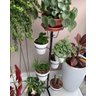 Suporte Pedestal para 9 Vasos de Plantas de Pequeno Porte - Orquídeas - Suculentas - Violetas - 4