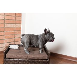 Cama Para Cão/gato Mamãe De Pet Fribra Espuma Macia Junco Tulipa Cama Pet - 2
