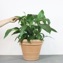 Ver imagem 2 de Vaso Antúrio 40 X 32 Cm