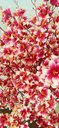Ver imagem 3 de Planta Artificial Árvore LÍRIO ROSA VINTAGE com 1,60 metros de altura