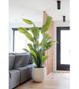 Ver imagem 1 de Bananeira Artificial Decoração Planta Grande para Sala 2.10m
