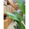 Bananeira Artificial Decoração Planta Grande para Sala 2.10m - 6