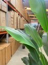 Ver imagem 6 de Bananeira Artificial Decoração Planta Grande para Sala 2.10m