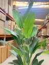 Ver imagem 5 de Bananeira Artificial Decoração Planta Grande para Sala 2.10m