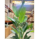 Ver imagem 5 de Bananeira Artificial Decoração Planta Grande para Sala 2.10m