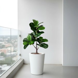 Kit 2 Plantas Artificiais Ficus Lyrata Premium Toque Realista Decoração Residencial e Corporativa