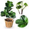 Kit 2 Plantas Artificiais Ficus Lyrata Premium Toque Realista Decoração Residencial e Corporativa - 4