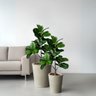 Kit 2 Plantas Artificiais Ficus Lyrata Premium Toque Realista Decoração Residencial e Corporativa - 6