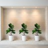 Kit 2 Plantas Artificiais Ficus Lyrata Premium Toque Realista Decoração Residencial e Corporativa - 8