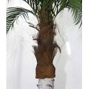 Ver imagem 2 de Arvore Folhas Grande 3.2m Coqueiro Palmeira Fenix Real