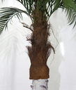 Ver imagem 2 de Arvore Folhas Grande 3.2m Coqueiro Palmeira Fenix Real