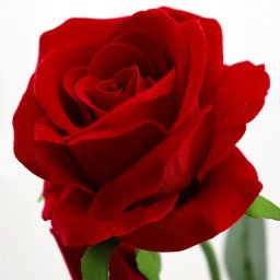 Haste Decorativa Rosa Artificial com Botão - 62cm de Elegância Realista - 6