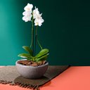 Ver imagem 3 de Bacia Siena 12x26cm