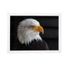 poster c moldura animal selvagem águia americana brc7070 - 1