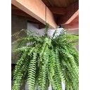 Ver imagem 7 de 3 Ganchos P/ Pendurar Planta Caibro 30cm Grande 8cm Abertura