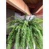 3 Ganchos P/ Pendurar Planta Caibro 30cm Grande 8cm Abertura - 7