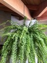 Ver imagem 7 de 3 Ganchos P/ Pendurar Planta Caibro 30cm Grande 8cm Abertura
