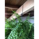 Ver imagem 6 de 3 Ganchos P/ Pendurar Planta Caibro 30cm Grande 8cm Abertura