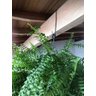 3 Ganchos P/ Pendurar Planta Caibro 30cm Grande 8cm Abertura - 6