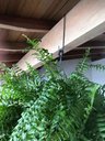 Ver imagem 6 de 3 Ganchos P/ Pendurar Planta Caibro 30cm Grande 8cm Abertura