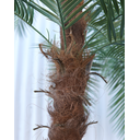 Ver imagem 3 de Arvore Tropical Planta Palmeira Fênix 26 Folhas 320cm Realista