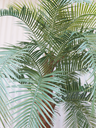 Ver imagem 2 de Arvore Tropical Planta Palmeira Fênix 26 Folhas 320cm Realista