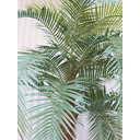 Ver imagem 2 de Arvore Tropical Planta Palmeira Fênix 26 Folhas 320cm Realista