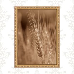 Quadro Moldura Dourada Trigo 45x34cm:com Vidro - 1