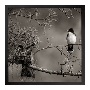 Quadro 50cm X 50cm Andorinha no Ninho Tropical Artes