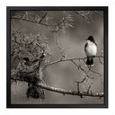 Ver imagem 1 de Quadro 50cm X 50cm Andorinha no Ninho Tropical Artes